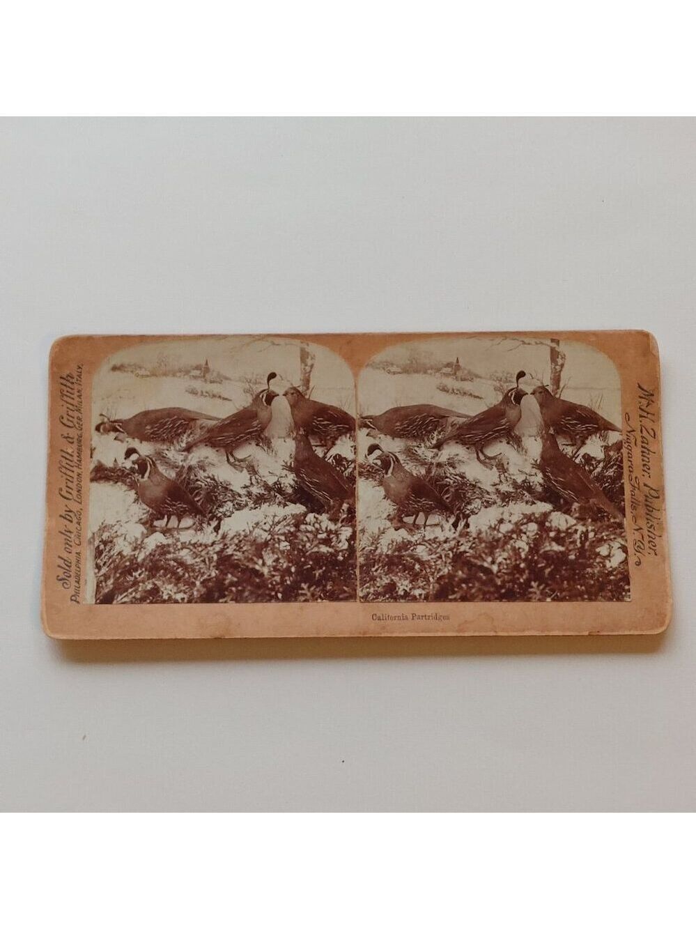 ANTIQUE Stereograph Card California Partridges M. H. Zahner Publisher